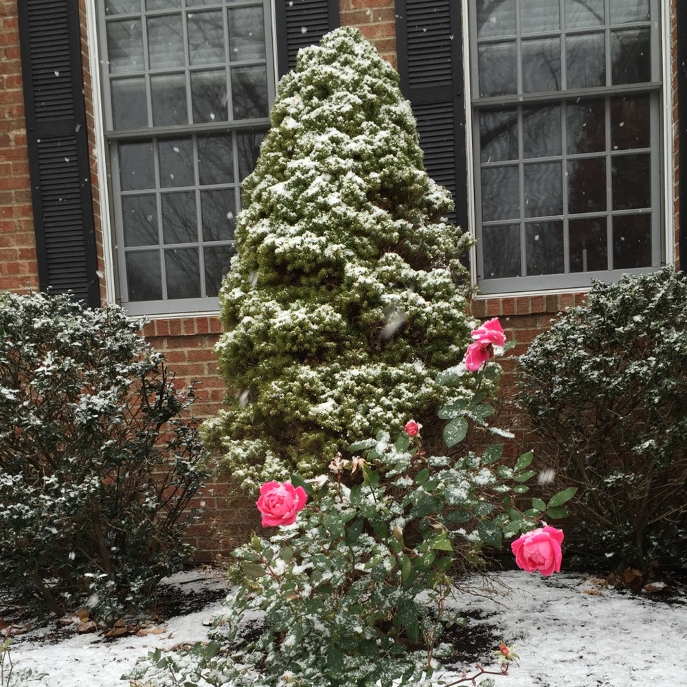 Meet your Posher, Julie